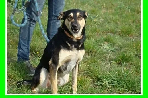 MELBU-3 letni,średni 20 kg psiak, przytulaśny, łag