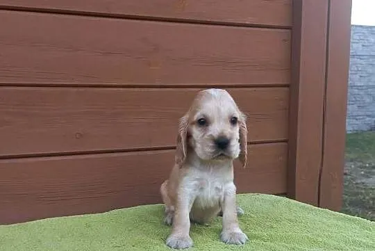 Cocker Spaniel Angielski Piesek Nosek czarny