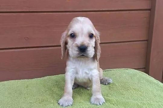 Cocker Spaniel Angielski Piesek Nosek czarny, Wielkopolskie, Jutrosin