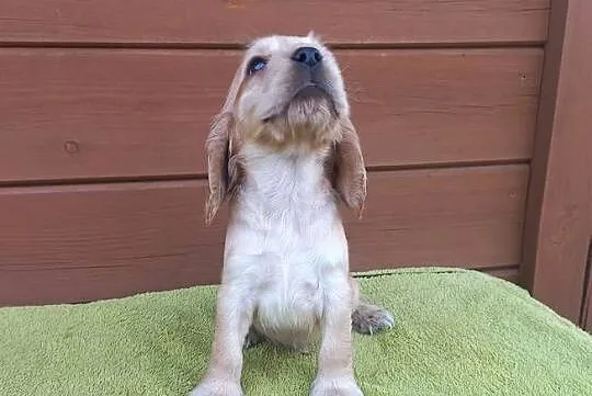 Cocker Spaniel Angielski Piesek Nosek czarny, Wielkopolskie, Jutrosin