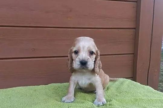 Cocker Spaniel Angielski Piesek Nosek czarny, Wielkopolskie, Jutrosin