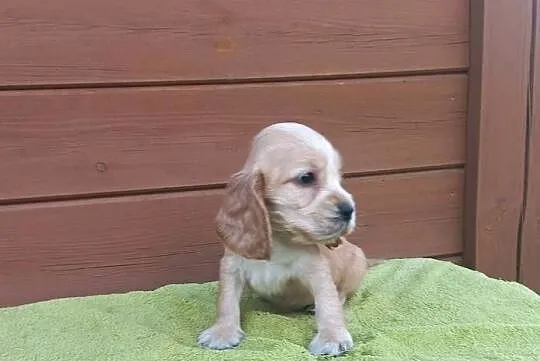 Cocker Spaniel Angielski Piesek Nosek czarny, Wielkopolskie, Jutrosin