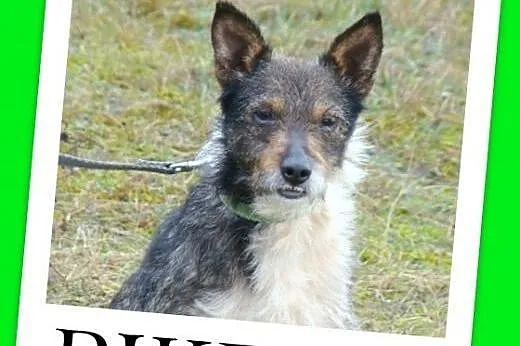 PIKPOK - młody 3 letni pies,szorstkowłosy, terierkowaty.Adopcja.,  dolnośląskie Wrocław