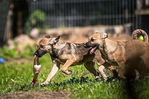 IMBIREK cztery miesiące ma i na domek czeka,  mazo