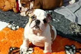 Buldog angielski (FCI) samiec