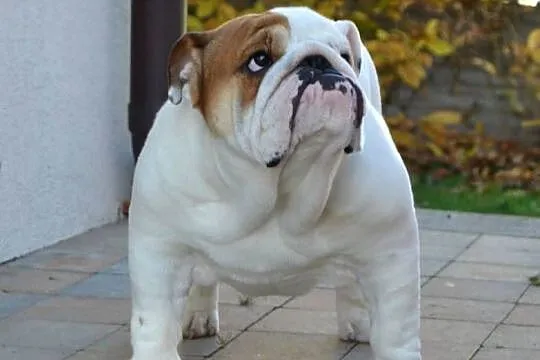 Buldog angielski (FCI) samiec, Świętokrzyskie, Kielce