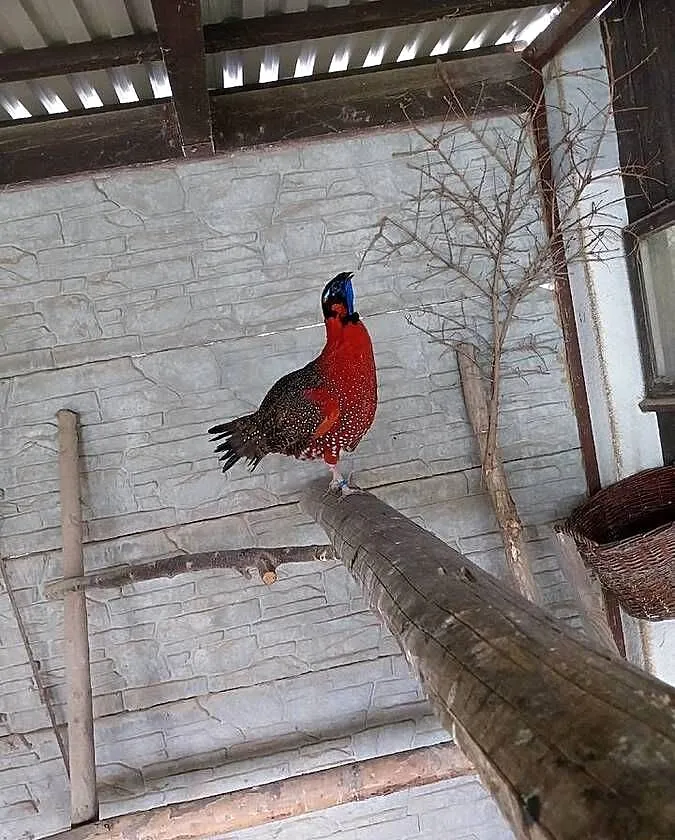 Tragopan Satyr, Świętokrzyskie, Starachowice