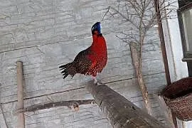 Tragopan Satyr
