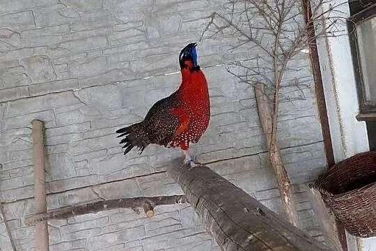 Tragopan Satyr, Świętokrzyskie, Starachowice