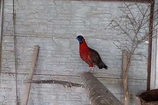 Tragopan Satyr, Świętokrzyskie, Starachowice