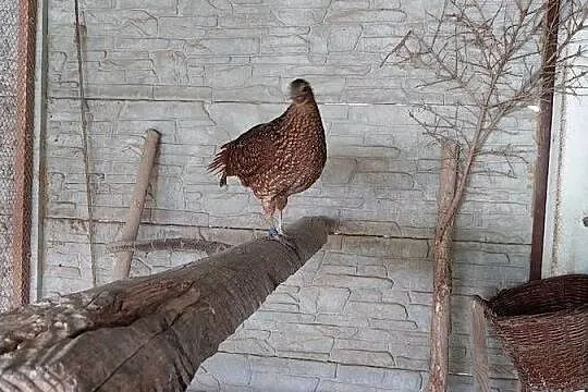 Tragopan Satyr, Świętokrzyskie, Starachowice