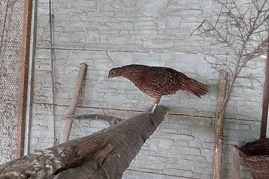 Tragopan Satyr, Świętokrzyskie, Starachowice
