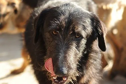 Dziki do adopcji,  lubelskie Świdnik