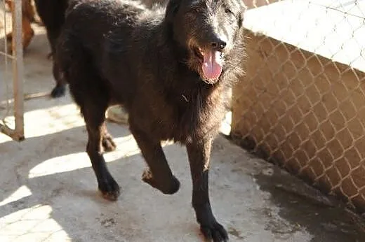Dziki do adopcji,  lubelskie Świdnik
