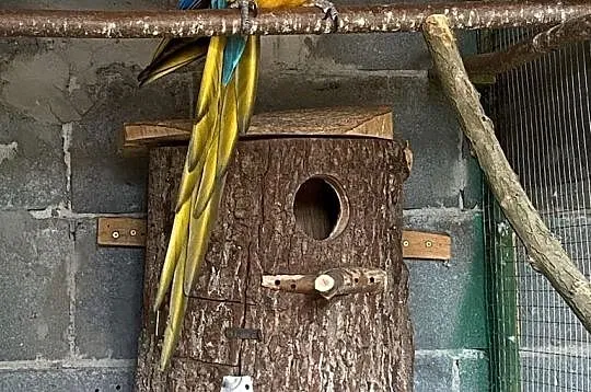 Ara Ararauna, Wielkopolskie, Ceków
