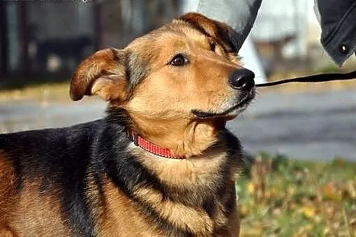 Twój przyjaciel Budi :),  warmińsko-mazurskie Olsz