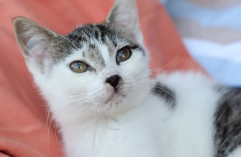 Malutka Tokio do adopcji, Śląskie, Gliwice