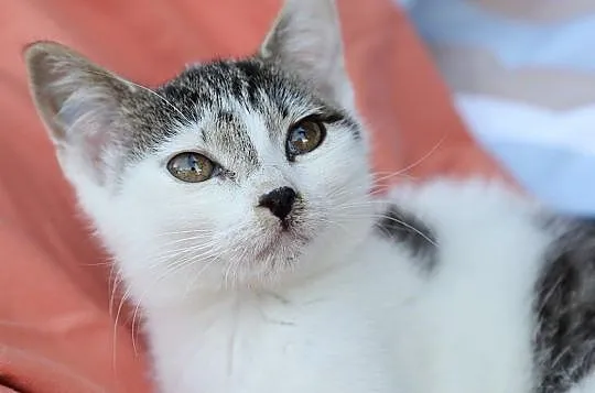 Malutka Tokio do adopcji, Śląskie, Gliwice