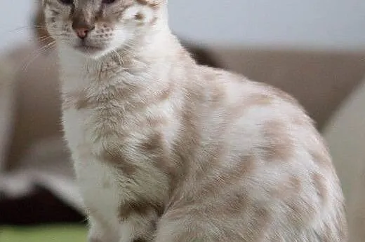 Kot bengalski - lampart w domu,  wielkopolskie Kon