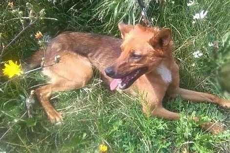 Nieśmiały Arczi marzy o nowym domu,  śląskie Katow
