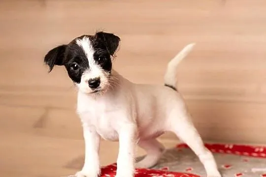 Parson Russell Terrier - Szczenięta ZKwP
