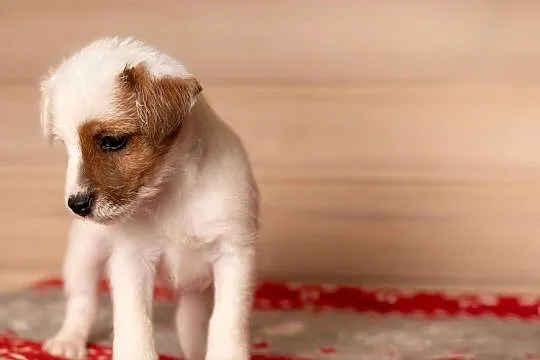 Parson Russell Terrier - Szczenięta ZKwP, Mazowieckie, Warszawa
