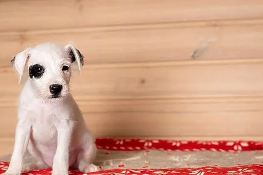 Parson Russell Terrier - Szczenięta ZKwP, Mazowieckie, Warszawa