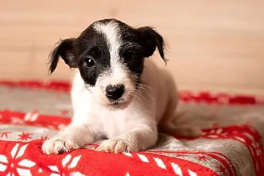 Parson Russell Terrier - Szczenięta ZKwP, Mazowieckie, Warszawa