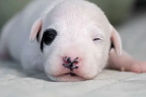 Parson Russell Terrier - Szczenięta ZKwP, Mazowieckie, Warszawa