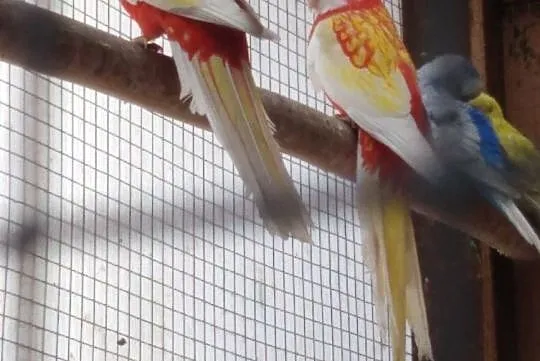 Rozelle papugi, Pęckowo