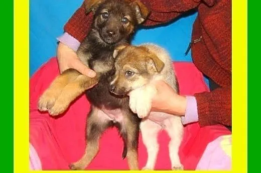 3miesięczne,wesołe,kontaktowe,szczeniaczki ADOPCJA