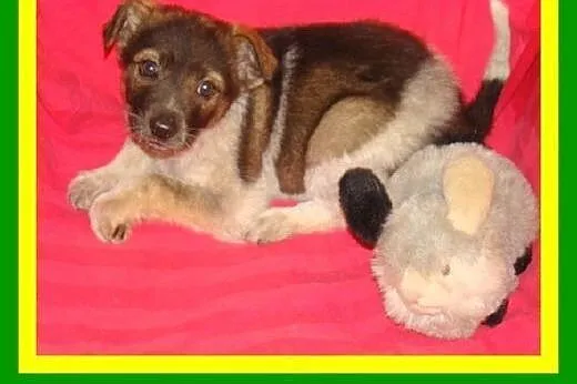 3miesięczne,wesołe,kontaktowe,szczeniaczki ADOPCJA