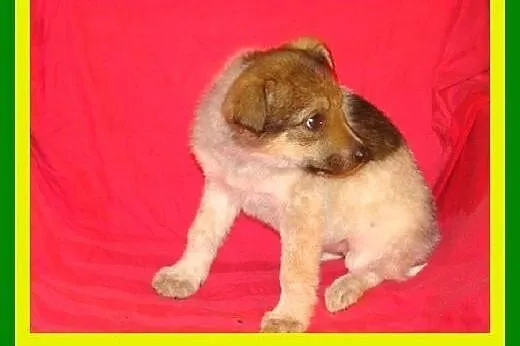 3miesięczne,wesołe,kontaktowe,szczeniaczki ADOPCJA