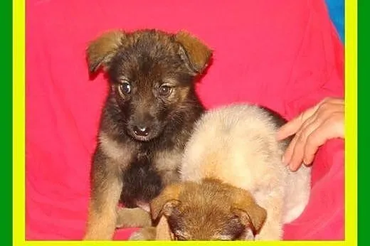 3miesięczne,wesołe,kontaktowe,szczeniaczki ADOPCJA