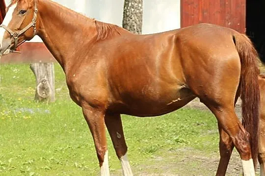 Klacz na sprzedaż, , 