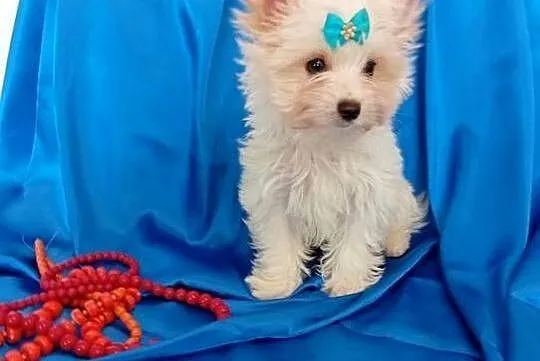 Malutki samczyk Golddust Yorkshire terrier, nie biewer.