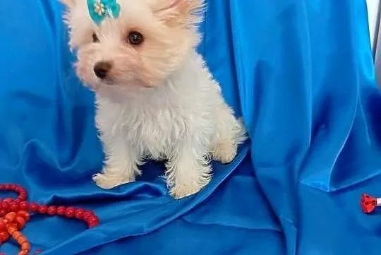 Malutki samczyk Golddust Yorkshire terrier, nie biewer., Śląskie, Orzesze