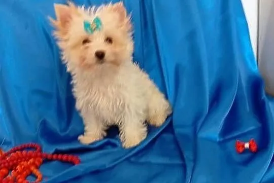 Malutki samczyk Golddust Yorkshire terrier, nie biewer., Śląskie, Orzesze