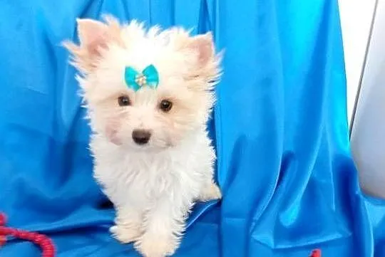 Malutki samczyk Golddust Yorkshire terrier, nie biewer., Śląskie, Orzesze