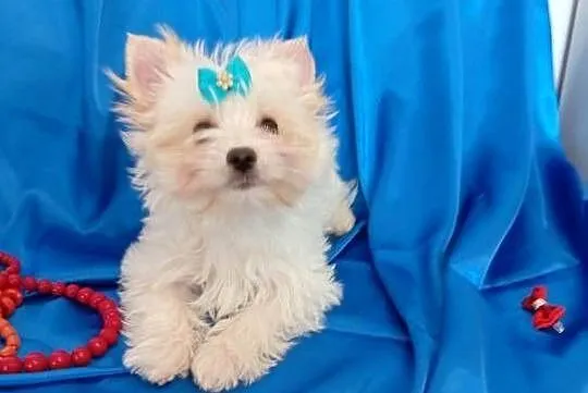 Malutki samczyk Golddust Yorkshire terrier, nie biewer., Śląskie, Orzesze