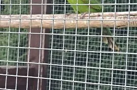 2 dorosłe samice papugi krasnopiurki , Narama