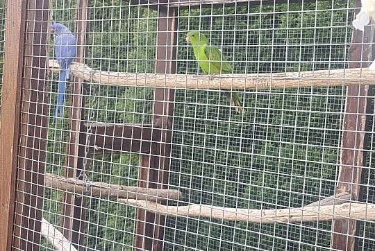 2 dorosłe samice papugi krasnopiurki , Narama
