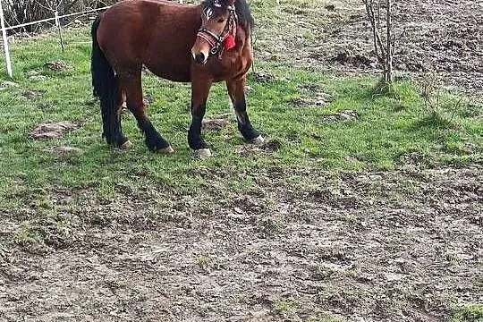 Klacz gniada zimnokrwista, Małopolskie, Proszowice