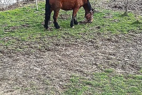 Klacz gniada zimnokrwista, Małopolskie, Proszowice