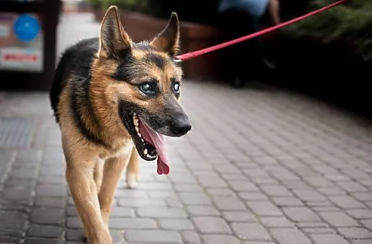 Cezar - niewidomy trzyletni pies, adoptuj, uratuj!
