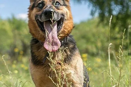 Cezar - niewidomy trzyletni pies, adoptuj, uratuj!