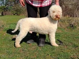Lagotto Romagnolo reproduktor na sprzedaż