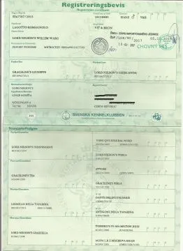 Lagotto Romagnolo reproduktor na sprzedaż, , Praga