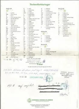 Lagotto Romagnolo reproduktor na sprzedaż, , Praga