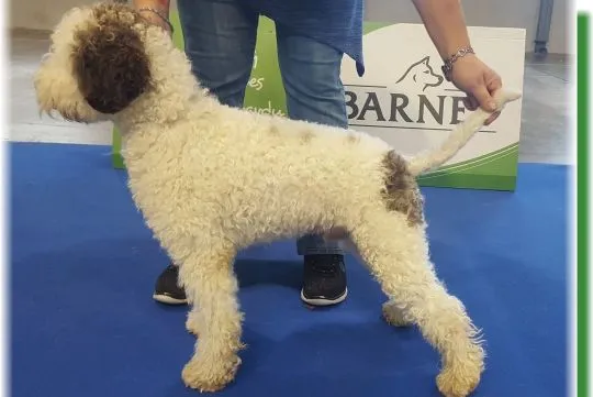 Lagotto Romagnolo reproduktor na sprzedaż, , Praga
